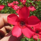 1000 Seeds Scarlet Flax Seeds Fresh
