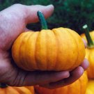 100 Seeds Jack Be Little Pumpkin Seeds Heirloom Organic Non Gmo Fresh