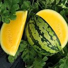 50 Seeds Yellow Gem Watermelon Seeds Non Gmo True Yellow Very Sweet! Rare