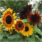 100 Seeds Autumn Beauty Sunflower Seeds Non Gmo Organic Fresh