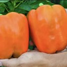 120 Seeds Orange King Bell Pepper Seeds Sweet Heirloom Organic Non Gmo
