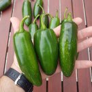 100 Seeds Mammoth Jalapeno Hot Pepper Seeds Organic Non Gmo