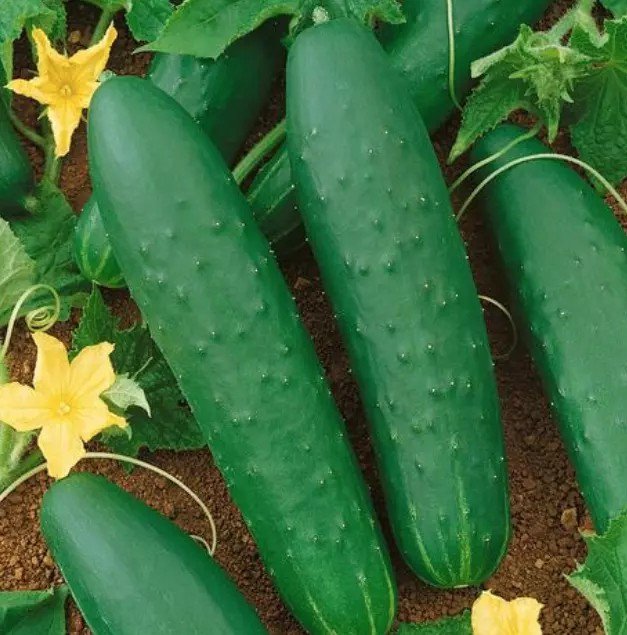 100 Seeds Double Yield Cucumber Seeds Heirloom Organic Non Gmo Fresh