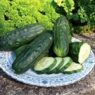 50 Seeds Double Yield Cucumber Seeds Heirloom Organic Non Gmo Fresh