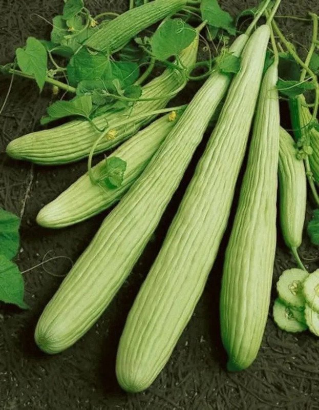 50 Seeds Armenian Yard Long Cucumber Seeds Non Gmo Organic Heirloom Fresh
