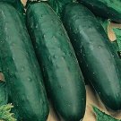 100 Seeds Marketmore 76 Cucumber Seeds Non Gmo Heirloom Organic Fresh