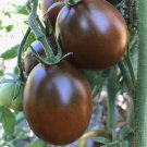 30 Seeds Black Prince Tomato Seeds Heirloom Organic Non Gmo Fresh Rare