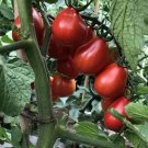 120 Seeds Napoli Tomato Seeds Heirloom Organic Non Gmo Fresh