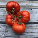 120 Seeds Sub Arctic Plenty Tomato Seeds Heirloom Organic Non Gmo . 45 50 Days