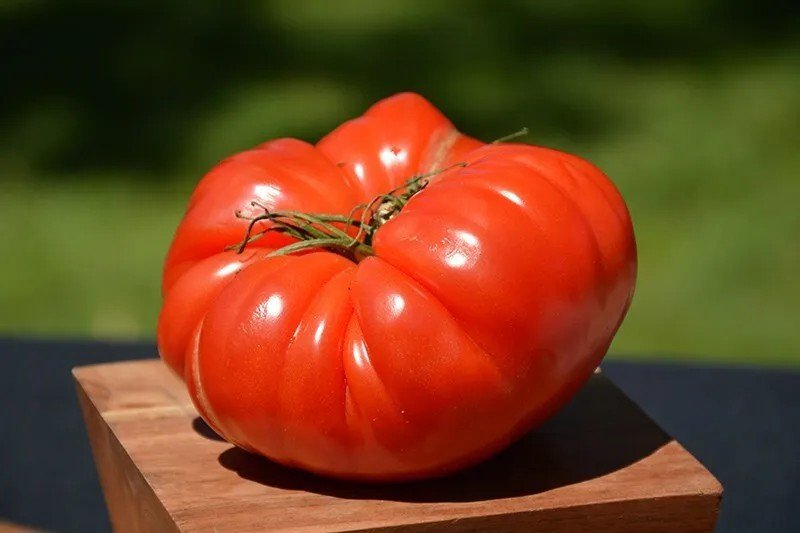 120 Seeds German Johnson Tomato Seeds Non Gmo Heirloom Organic Large