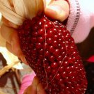 120 Seeds Strawberry Ruby Corn Seeds Popcorn Sweet Heirloom Organic Rare