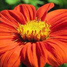 200 Seeds Mexican Torch Sunflower Seeds Bees Butterflies Hummingbirds Fresh