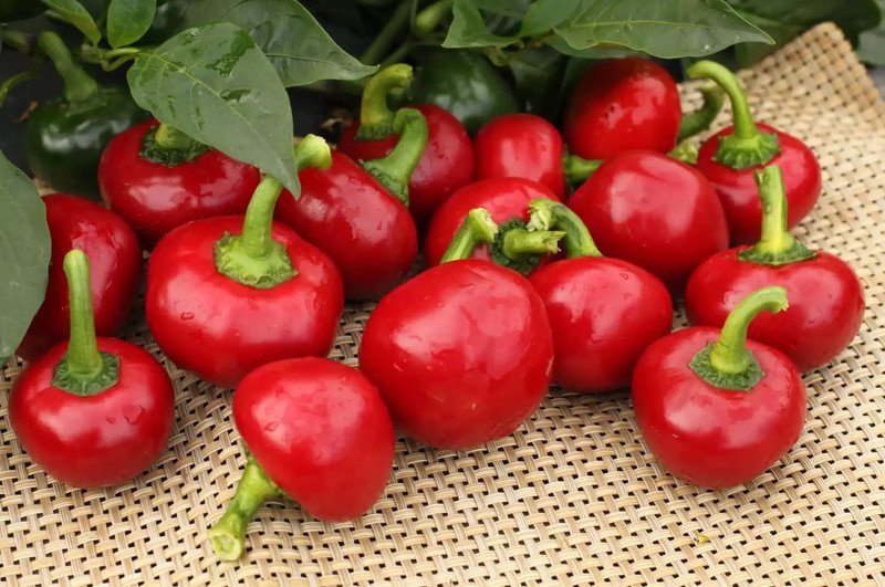 1000 Seeds Large Red Cherry Hot Pepper Seeds 3,000 5,000 On The Scoville Scale