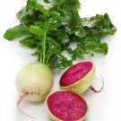200 Seeds Watermelon Radish Seeds Non Gmo Heirloom Organic Fresh