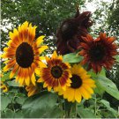 50 Seeds Autumn Beauty Sunflower Seeds Non Gmo Organic Fresh