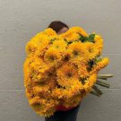 100 Seeds Giant Teddy Bear Sunflower Seeds 7 Seeds Feet Tall Bee'S Hummingbird Rare