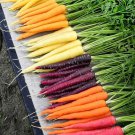 200 Seeds Rainbow Carrot Blend Mix Seeds Non Gmo Heirloom Organic Fresh