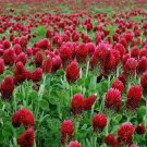 1200 Seeds Clover Crimson Red Seeds Pollinator Food Cover Crop Non Gmo