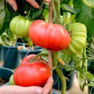 30 Seeds Beefsteak Tomato Seeds Organic Heirloom Non Gmo