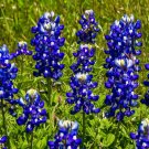 100 Seeds Texas Bluebonnet Seeds Hummingbirds Butterflies Bright Color Fragrant Fresh For Garden 100 Seeds Texas Bluebonnet Seeds Hummingbirds Butterflies Bright Color Fragrant Fresh For Garden