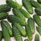 120 Seeds Parisian Gherkin Cucumber Seeds 2015 Aas Regional Winner Fresh For Garden