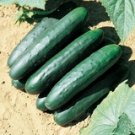 100 Seeds Marketmore 76 Cucumber Seeds Non Gmo Heirloom Organic Fresh For Garden