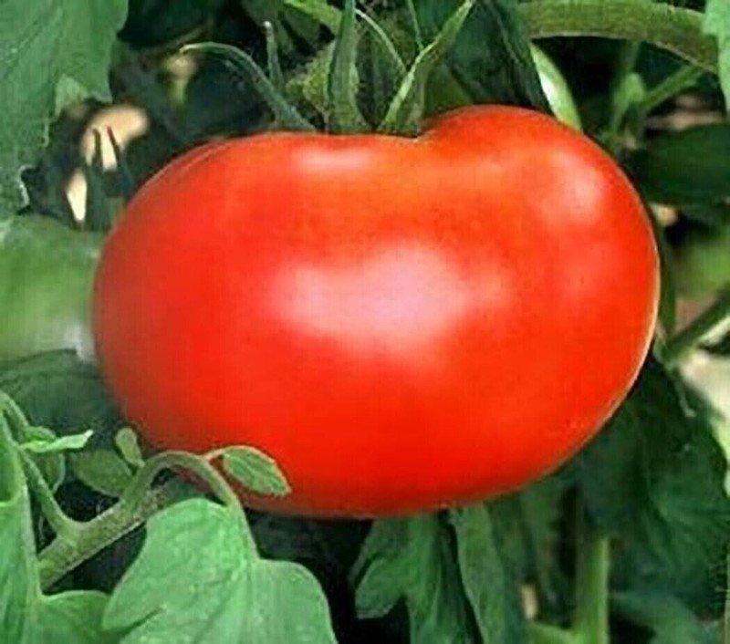 120 Seeds Seeds Burpees Big Boy Tomato Seeds Hybrid Organic Non Gmo Fresh For Garden