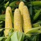30 Peaches & Cream Corn Seeds Sweet Organic Non Gmo Fresh For Garden