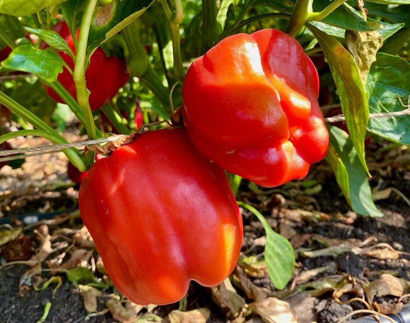 30 Seeds Giant Red Bell Pepper Seeds Sweet Heirloom Organic Non Gmo Fresh For Garden