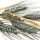 1000 Seeds Einkorn Wheat Seeds Heirloom Organic Non Gmo The New Old Wheat Fresh For Garden 1000 Seeds Einkorn Wheat Seeds Heirloom Organic Non Gmo The New Old Wheat Fresh For Garden