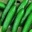 200 Seeds Beit Alpha Cucumber Seeds Persian Lebanese Heirloom Organic Fresh For Garden