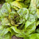 1000 Seeds Freckles Romaine Lettuce Seeds Heirloom Organic Non Gmo Fresh For Garden 1000 Seeds Freckles Romaine Lettuce Seeds Heirloom Organic Non Gmo Fresh For Garden