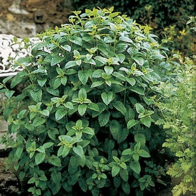 200 Seeds Lemon Balm Herb Seeds Mint Melissa Odorata Medicinal Fresh For Garden