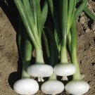 400 Seeds Cipollinonion Seeds Yellow Sweet Heirloom Organic Non Gmo Fresh For Garden 400 Seeds Cipollinonion Seeds Yellow Sweet Heirloom Organic Non Gmo Fresh For Garden