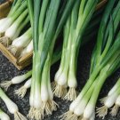 500 Seeds White Lisbon Onion Seeds Scallion Bunching Nongmo Heirloom Fresh For Garden 500 Seeds White Lisbon Onion Seeds Scallion Bunching Nongmo Heirloom Fresh For Garden