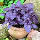 500 Seeds Dark Opal Basil Seeds Herb Heirloom Organic Non Gmo Fresh For Garden 500 Seeds Dark Opal Basil Seeds Herb Heirloom Organic Non Gmo Fresh For Garden