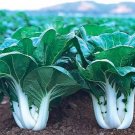 200 Seeds Pak Cho Dwarf White Stem Cabbage Seeds Heirloom Non Gmo Organic Fresh For Garden 200 Seeds Pak Cho Dwarf White Stem Cabbage Seeds Heirloom Non Gmo Organic Fresh For Garden
