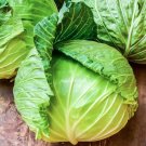 1000 Seeds Golden Acre Cabbage Seeds Heirloom Non Gmo Fresh For Garden 1000 Seeds Golden Acre Cabbage Seeds Heirloom Non Gmo Fresh For Garden