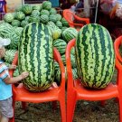 24 Congo Watermelon Seeds Large Non Gmo Heirloom Organic Fresh For Garden 24 Congo Watermelon Seeds Large Non Gmo Heirloom Organic Fresh For Garden