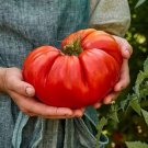 120 Seeds Giant Beefsteak Tomato Seeds Huge Heirloom Organic Non Gmo Fresh For Garden 120 Seeds Giant Beefsteak Tomato Seeds Huge Heirloom Organic Non Gmo Fresh For Garden