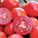 30 Seeds Siberian Tomato Seeds Heirloom Organic Non Gmo Fresh For Garden
