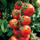 30 Seeds Sugar Bomb Cherry Tomato Seeds Herloom Organic Non Gmo Fresh For Garden 30 Seeds Sugar Bomb Cherry Tomato Seeds Herloom Organic Non Gmo Fresh For Garden