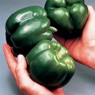 120 Seeds California Wonder Bell Pepper Seeds C300 Tmr Heirloom Non Gmo Frseh Fresh For Garden