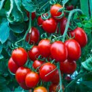 100 Seeds Small Cherry Tomato Sweet Seeds Heirloom Non Gmo Organic Fresh For Garden 100 Seeds Small Cherry Tomato Sweet Seeds Heirloom Non Gmo Organic Fresh For Garden