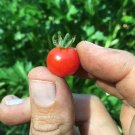 120 Seeds Red Currant Tomato Seeds Heirloom Organic Non Gmo Fresh For Garden 120 Seeds Red Currant Tomato Seeds Heirloom Organic Non Gmo Fresh For Garden