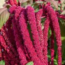 400 Seeds Love Lies Bleeding Amaranth Seeds Drought Tolerant Dried Flowers Fresh For Garden