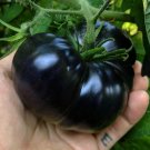 30 Seeds Black Sea Man Tomato Seeds Heirloom Organic Fresh For Garden 30 Seeds Black Sea Man Tomato Seeds Heirloom Organic Fresh For Garden