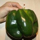 30 Seeds Emerald Giant Bell Pepper Seeds Sweet Non Gmo Heirloom Organic Fresh For Garden
