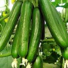 100 Seeds Beit Alpha Cucumber Seeds Persian Lebanese Heirloom Organic Fresh For Garden