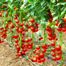 120 Seeds Early Cascade Tomato Seeds Heirloom Organic Non Gmo Fresh For Garden 120 Seeds Early Cascade Tomato Seeds Heirloom Organic Non Gmo Fresh For Garden